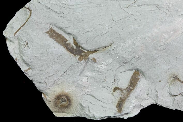 Ediacaran Aged Fossil Worms (Sabellidites) - Estonia #73516